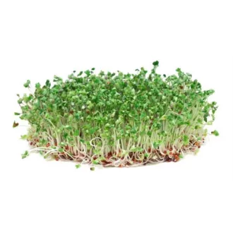 Brokkoli csíra 50g
