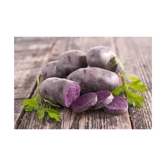 Burgonya lila Hollandia Truffle