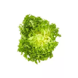 Frisée saláta  