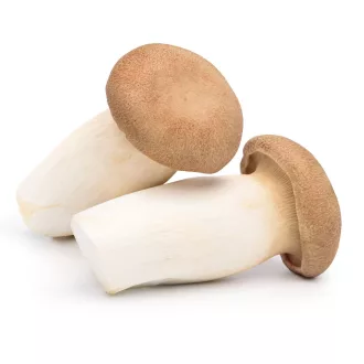 Gomba ördögszekér (eringi gomba)