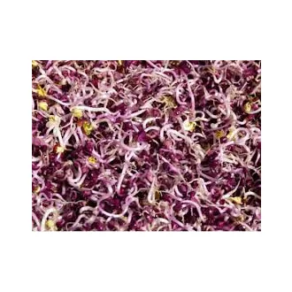 Sangó  retek csíra 100g
