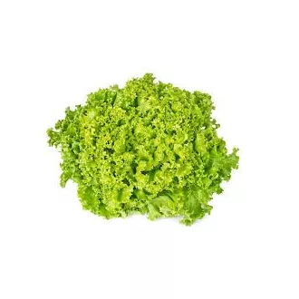 Lollo bianco Magyarország