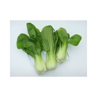 Pak Choi Hollandia