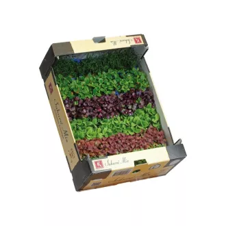 Sakura  mix Hollandia