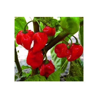 Habanero  Paprika piros