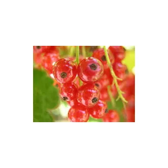 Ribizli  125g Hollandia