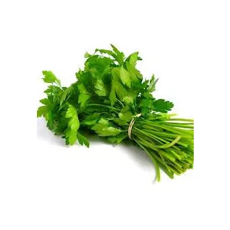 Koriander (polybag) Spanyolország