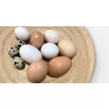 Tojás